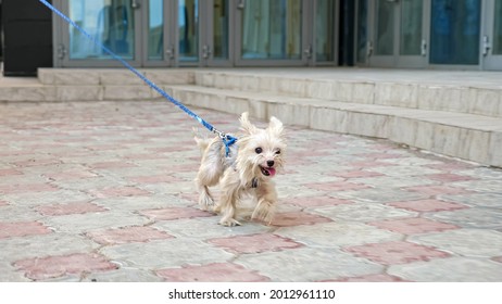 can dogs run on pavement