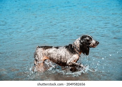 Funny Dog Russian Spaniel In Blue Water. The Dog Breed Russian Hunting Spaniel 