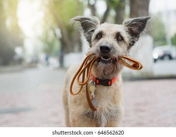 A Funny Dog With Sad Eyes Is Holding A Leash In His Mouth And Waiting In The Street For His Master.
