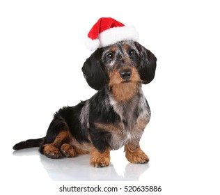 Funny Dog in Santa Claus hat