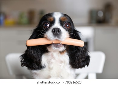 Funny dog with sausage in mouth