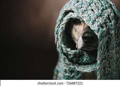 A Funny Dog In A Scarf On His Head. She Hid From The Cold And Can Only See The Nose And One Eye. Studio Photography.