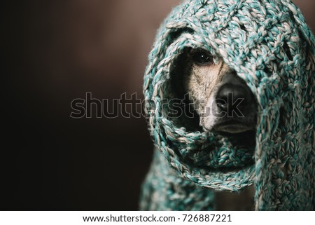 a funny dog in a scarf on his head. She hid from the cold and can only see the nose and one eye. Studio photography.