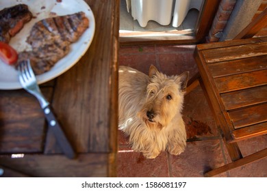 Funny dog Scottish Terrier looks at a plate of meat - Powered by Shutterstock