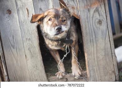 Funny Dog Shaking Head In His House. Fast Motion Photo Of Extreme Short Exposure