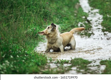 Funny Dog Shaking Head While Standing In Puddle Of Dirty Water And Playing In Green Nature On Rainy Day