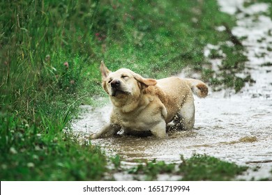 Funny Dog Shaking Head While Standing In Puddle Of Dirty Water And Playing In Green Nature On Rainy Day