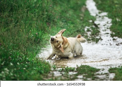 Funny Dog Shaking Head While Standing In Puddle Of Dirty Water And Playing In Green Nature On Rainy Day