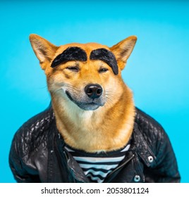 Funny Dog Shiba Inu In Leather Jacket And Striped T-shirt With Wide Eyebrows Satisfied Cocky Relaxed Smiling Face Expression. Cool Bad Guy Easy Going Attitude. Fun Joke Animal Theme. Blue Background