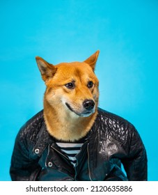 Funny Dog Shiba Inu In Leather Jacker On Blue Background. Cool Badass Biker Vibe. Funny Animals. Serious Confused Indignant Look.  