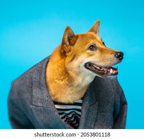 Funny Dog Shiba Inu Looking Side With Sneaky Face Sycophant,  Crawler Attitude. Formal Suit Classic Style Clothing Jacket. Blue Background. Silly Muzzle Smile. Animal Funny Theme. Square Composition 