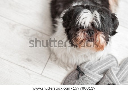 Funny dog, Shih Tzu breed. Sits on a white floor near home slippers.