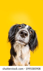 Funny Dog With Shocked And Curious Face Expression. Isolated On Yellow Background