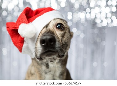 Funny Dog With Short Hair In A Christmas Hat Of Santa Claus Is Sitting And Looking At The Camera, His Eyes Sad