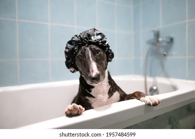 funny dog in a shower hat posing in a bath tub ready for washing - Powered by Shutterstock