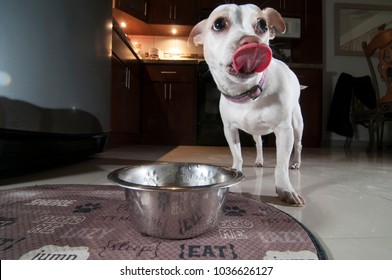 Funny Dog Showing Its Tongue After Drinking Water Inside Home In The Kitchen