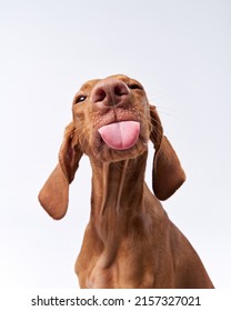 funny dog shows tongue. Hungarian vizsla on a white background - Shutterstock ID 2157327021