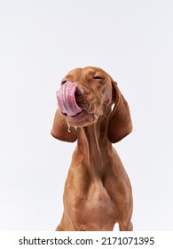 funny dog shows tongue. Hungarian vizsla on a white background