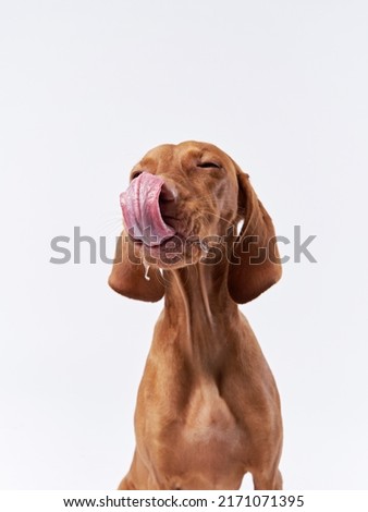 funny dog shows tongue. Hungarian vizsla on a white background