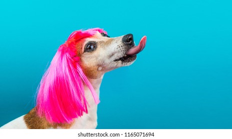 Funny dog side profile in pink wig on blue background licking. Stylish kitsch teenager hair style. Adorable pet Jack Russell terrier tongue out looking up. Fashionable mood 