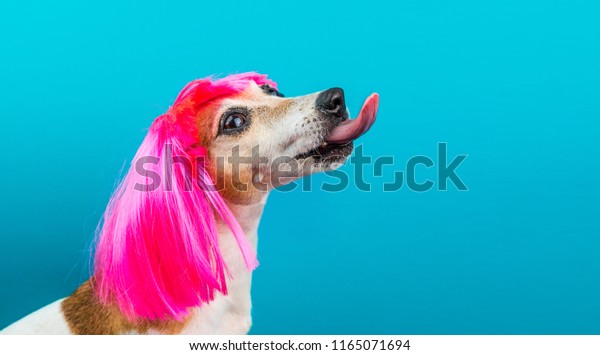 Funny dog side\
profile in pink wig on blue background licking. Stylish kitsch\
teenager hair style. Adorable pet Jack Russell terrier tongue out\
looking up. Fashionable mood\
