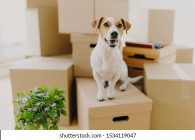 Funny Dog Sits On Carton Boxes, Green Indoor Plant Near, Relocates In New Modern Apartment, Has Brown Ears, White Fur, Happy To Live In Expensive House. Animals, Moving Day And Housing Concept