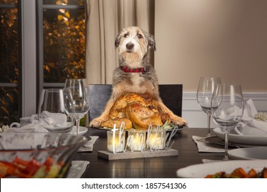 4,781 Dogs thanksgiving Images, Stock Photos & Vectors | Shutterstock