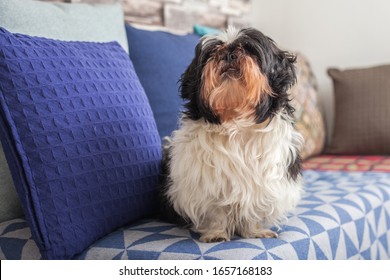 Funny dog ​​is sitting at home on the couch. Shih Tzu breed. pet. Homeliness.