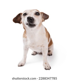 Funny dog with skeptical, ironic facial expression, grimacing dog looking at camera. Silly pet Jack Russell terrier sitting on white background. Jokes