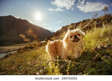 Funny dog standing on background of mountains