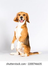 Funny Dog Stands On Its Hind Legs, Beagle Breed