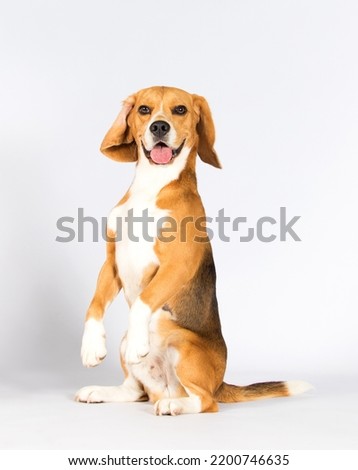 funny dog stands on its hind legs, beagle breed