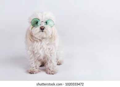 funny dog with sunglasses
