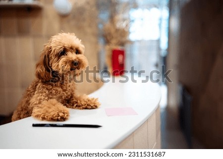 A funny dog takes animals at the reception. Dog administrator in the care salon. High quality photo