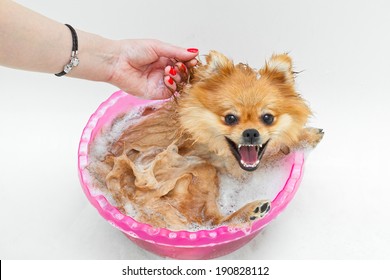 Funny Dog Taking A Bath, Isolated On Gray Background