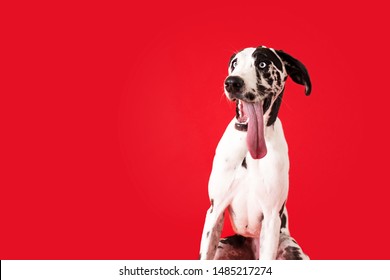 Funny Dog Tongue Hanging Out Stock Photo 1485217274 | Shutterstock