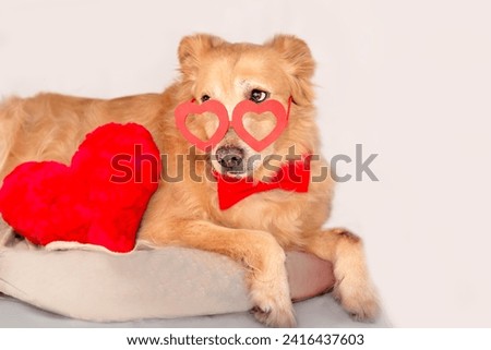 A funny dog with a waiter's bow tie next to a  to a fur heart looks funny over the heart-shaped glasses.Festive dog clothes.Golden Retriever as a gift,greeting card for Women Day,MotherDay,Valentine