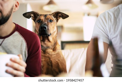 Funny Dog Watching TV With Two Friends On The Couch