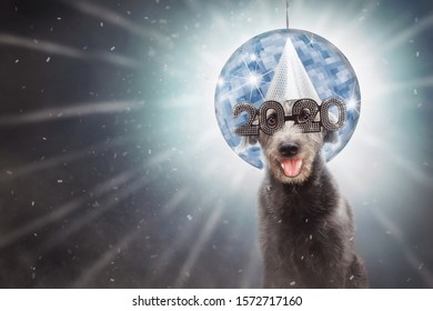 Funny Dog Wearing 2020 New Year's Eve Party Glasses In Front Of Disco Ball With Confetti.