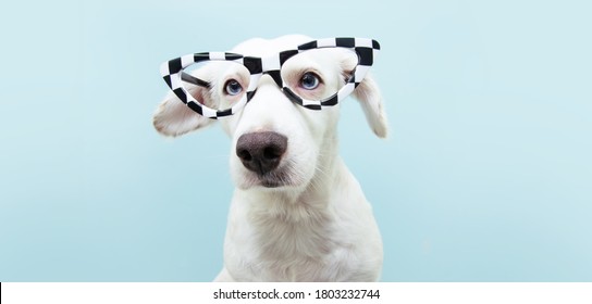 Funny dog wearing checkered glasses for carnival, halloween. teacher costume.