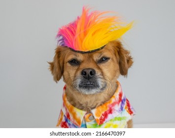 Funny Dog Wearing Colorful Wig And Outfit