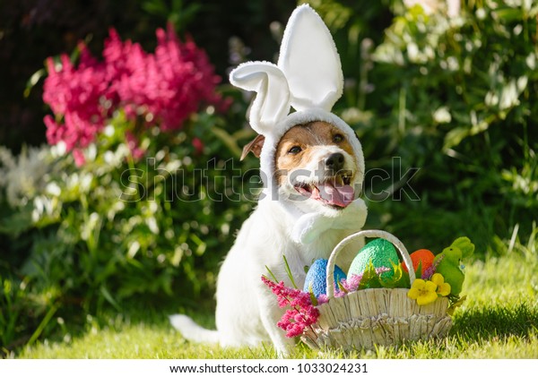 easter bunny outfit for dogs