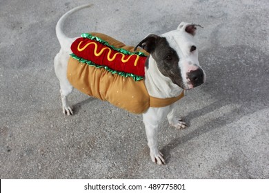 Funny Dog Wearing Halloween Costume