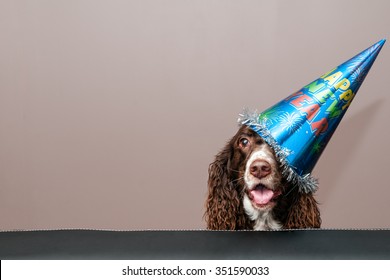 funny dog wearing a new year's party hat