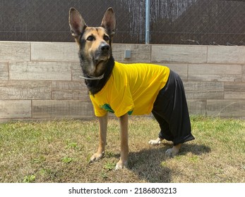 Funny Dog Wearing Person Clothes. Disguised For A Special Day