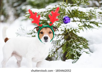 Funny Dog Wearing Reindeer Antlers Costume Next To Christmas Tree Decorated With Purple Glass Bauble