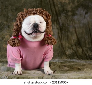 Funny Dog Wearing Wig Female Clothes On Green Background