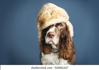 Funny Dog Wearing A Winter Hat In Studio