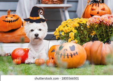 Funny dog west highland white terrier decorated with photo props is sitting near orange pumpkins, flowers, house. Preparation for celebration. Trick or treat. Happy halloween and autumn concept.