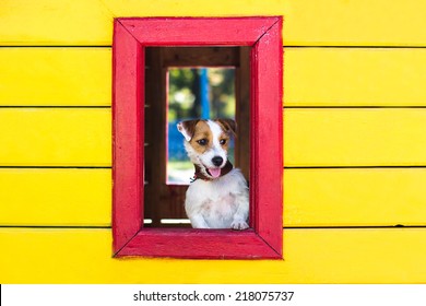 Funny Dog In The Window